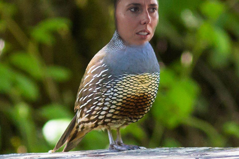 File:AmyQuail.png